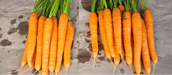 Carrots